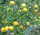 Poncirus trifoliata