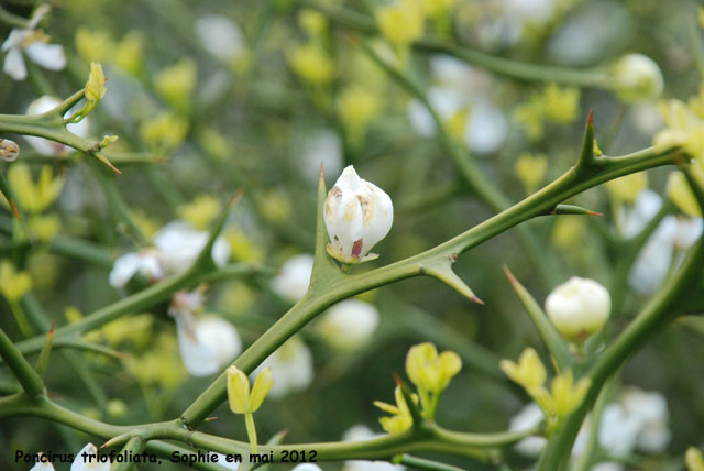 Poncirus trifoliata