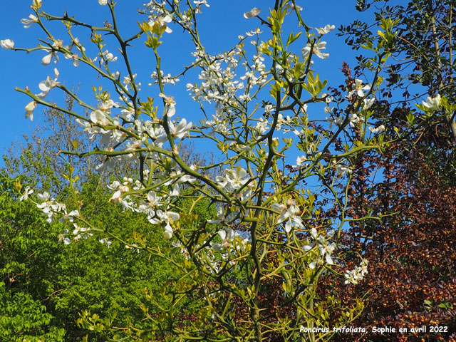 Poncirus trifoliata