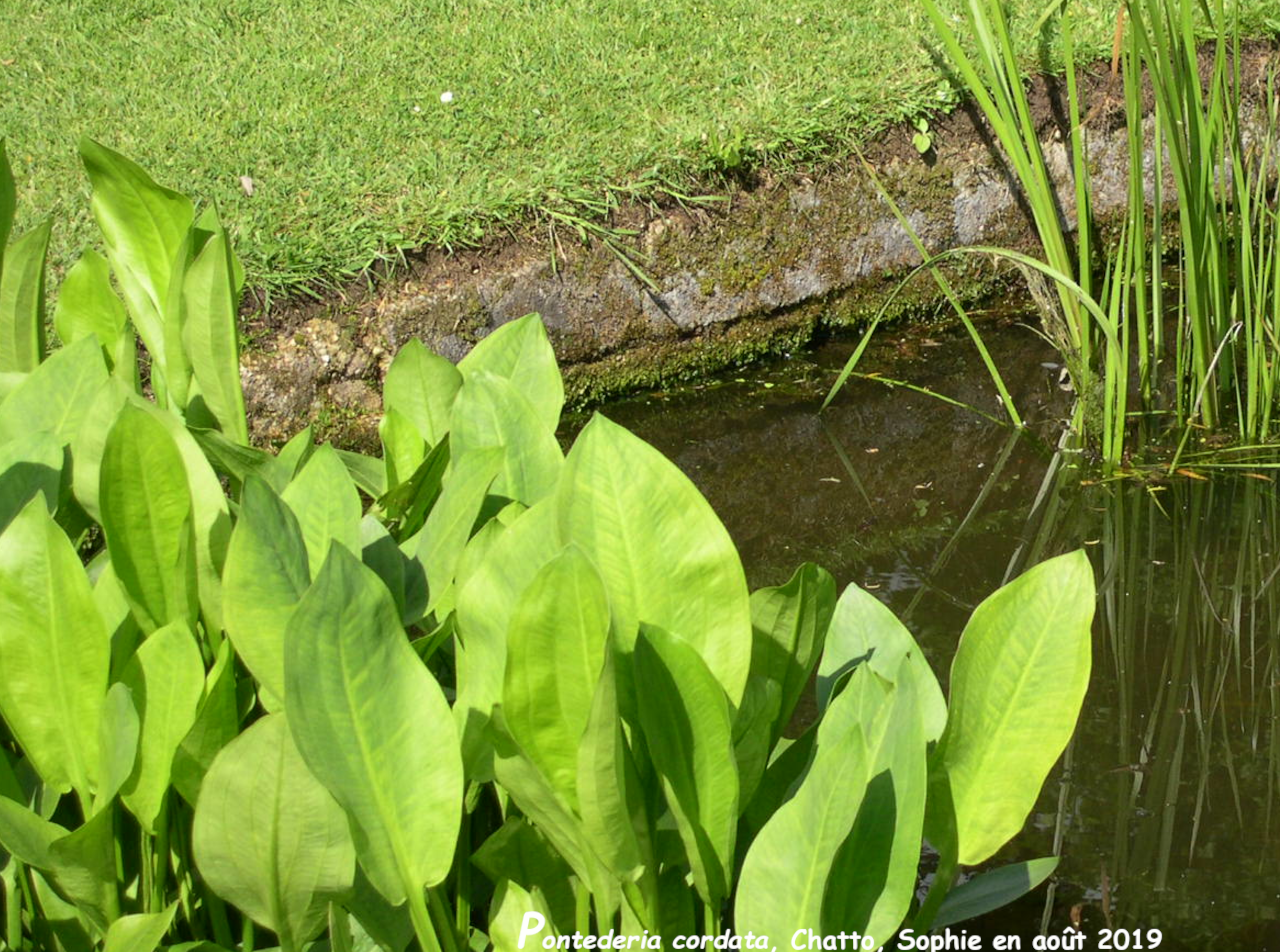 Pontederia cordata
