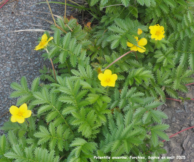 Potentilla anserina