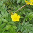 Potentilla anserina