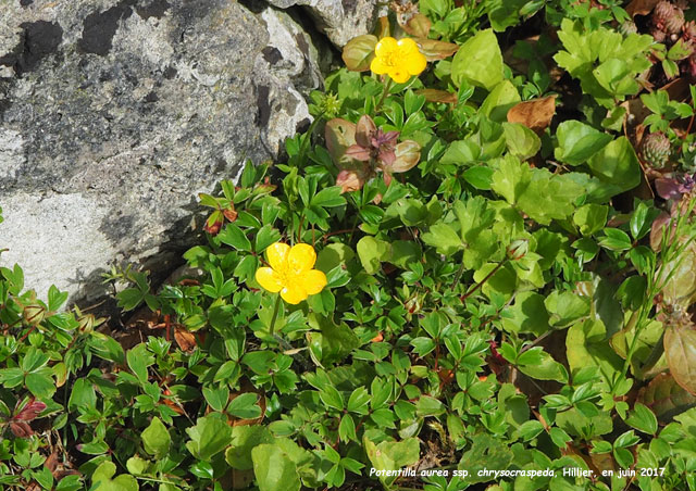 Potentilla aurea ssp. chrysocraspedala
