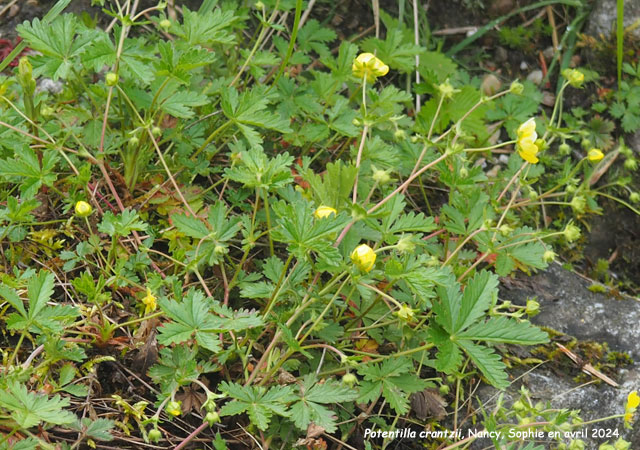 Potentilla crantzii