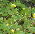 Potentilla crantzii
