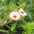 Potentilla x hopwoodiana  