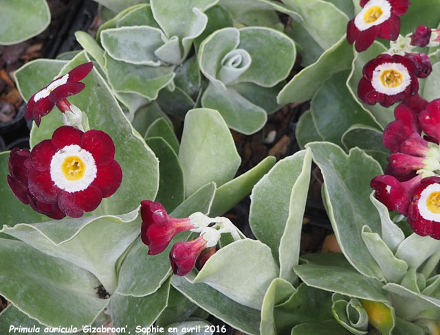 Primula auricula 'Gizabroon'