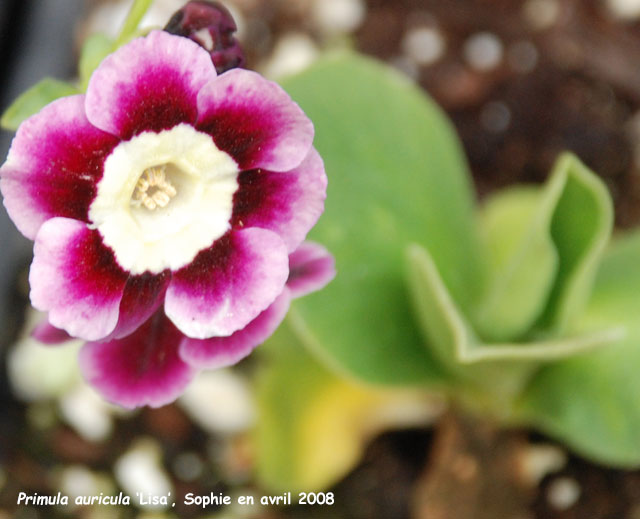 Primula auricula 'Lisa'