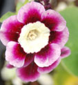 Primula auricula 'Lisa'