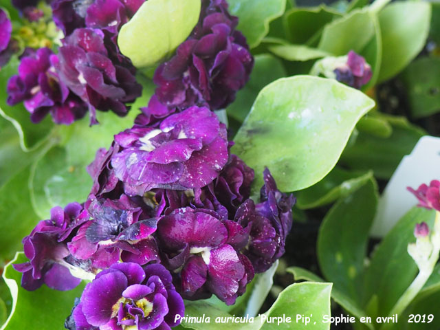 Primula auricula 'Purple Pip'