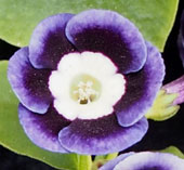 Primula auricula 'Beatrice'