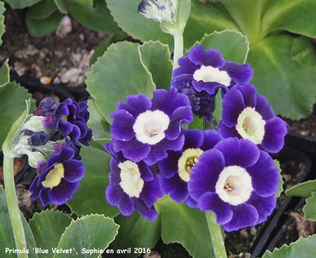 Primula auricula 'Blue Velvet'