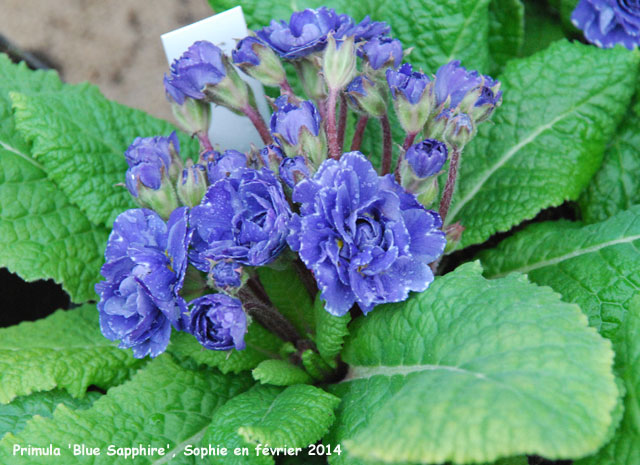 Primula 'Blue Sapphire'