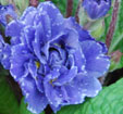 Primula 'Blue Sapphire'