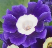 Primula auricula 'Blue Velvet'