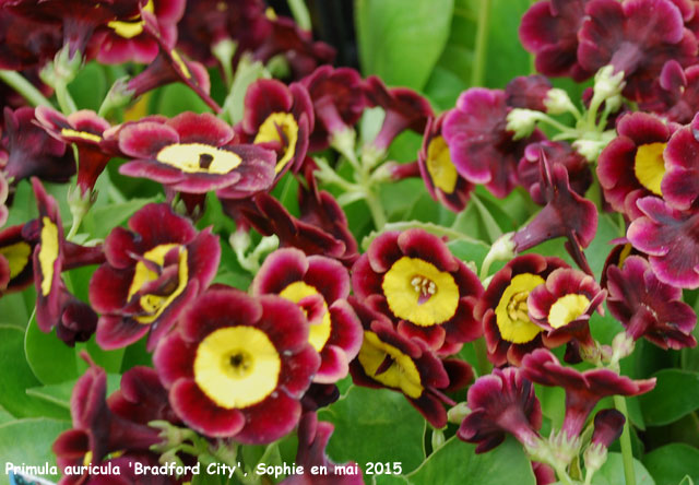 Primula auricula 'Bradford City'