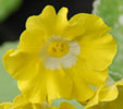 Primula auricula 'Broadwell Gold'