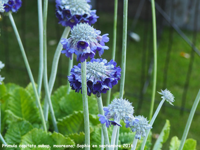 Primula capitata subsp. mooreana