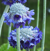 Primula capitata subsp. mooreana