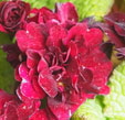 Primula 'Captain Blood'