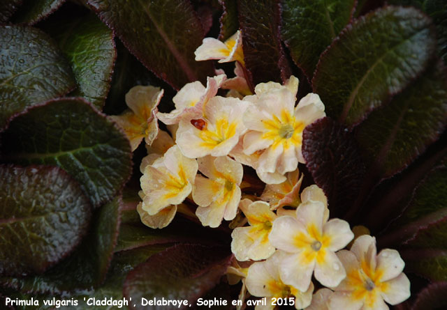 Primula vulgaris 'Claddagh'