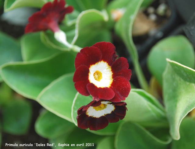 Primula auricula 'Dales Red'