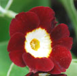 Primula auricula 'Dales Red'