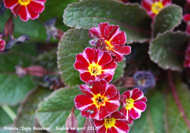 Primula 'Dark Rosaleen'