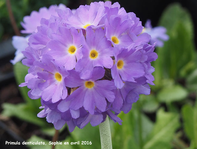 Primula denticulata 