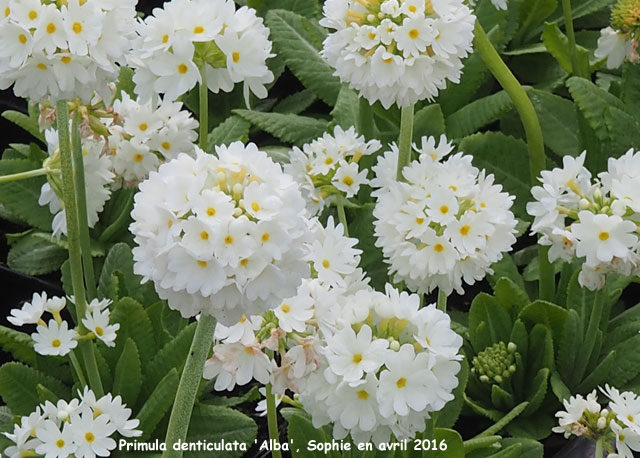 Primula denticulata 'Alba'