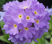 Primula denticulata