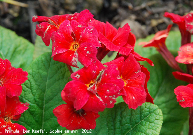 Primula 'Don Keefje'