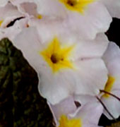 Primula vulgaris 'Drumcliffe'