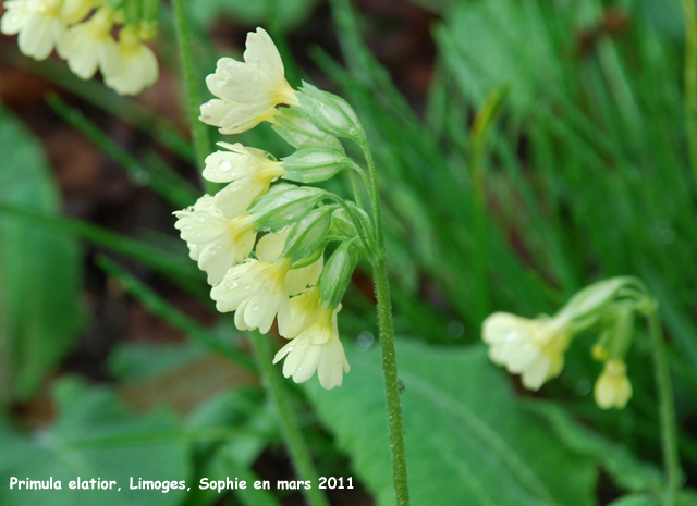 Primula elatior