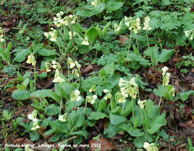 Primula elatior