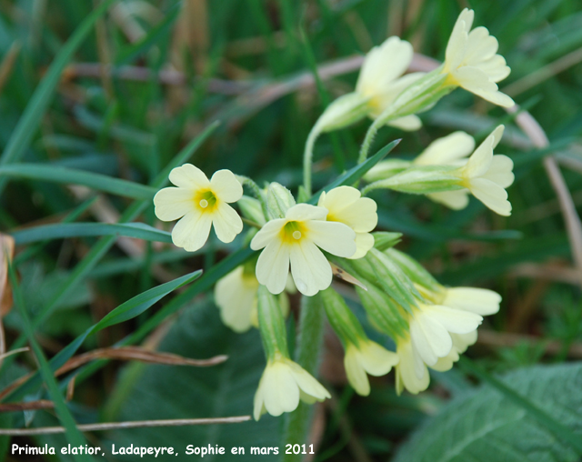 Primula elatior