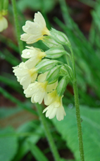 Primula elatior