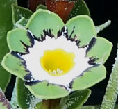 Primula auricula  'Ellie May'