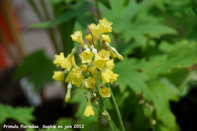 Primula florindae