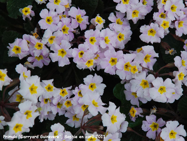 Primula 'Garryard Guinevere'