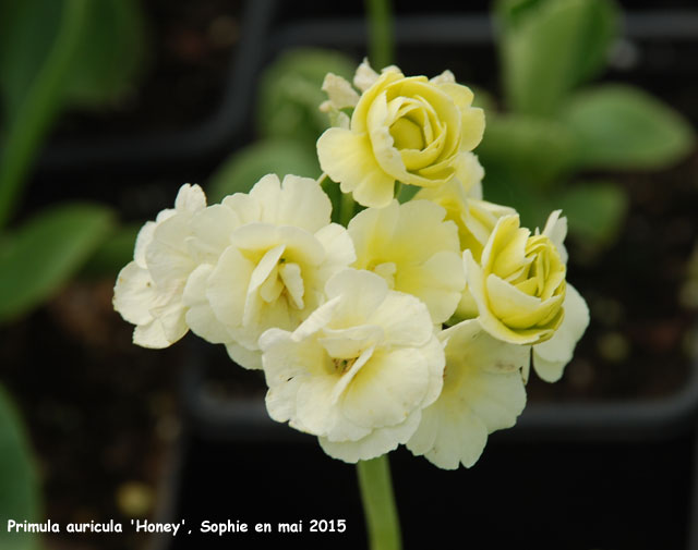 Primula auricula 'Honey'