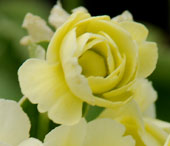 Primula auricula 'Honey'