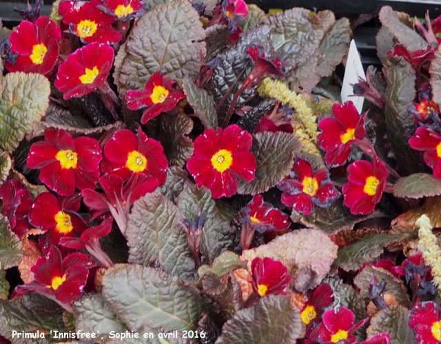 Primula 'Innisfree'