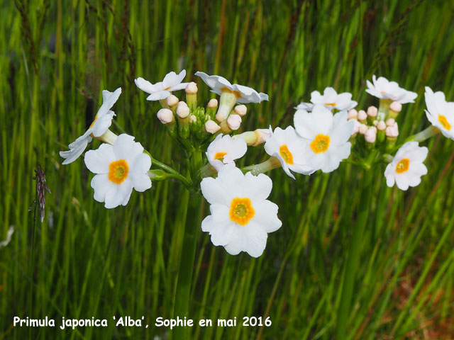 Primula japonica 'Alba'