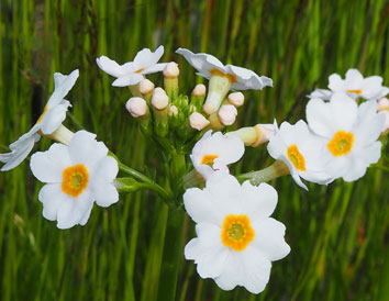 Primula jponica 'Alba'