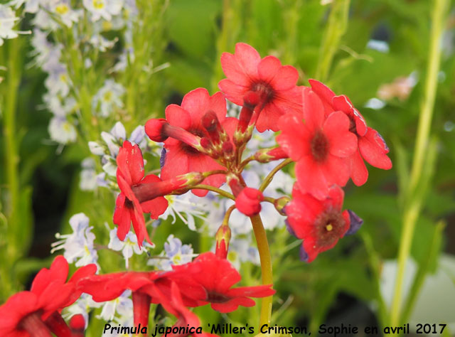 Primula japonica 'Miller's Crimson'