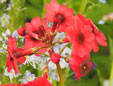 Primula japonica 'Miller's Crimson'