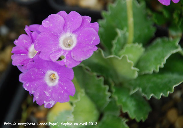 Primula marginata 'Linda Pope'