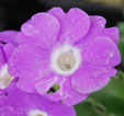 Primula marginata 'Linda Pope'