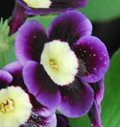 Primula auricula 'Mariandl'